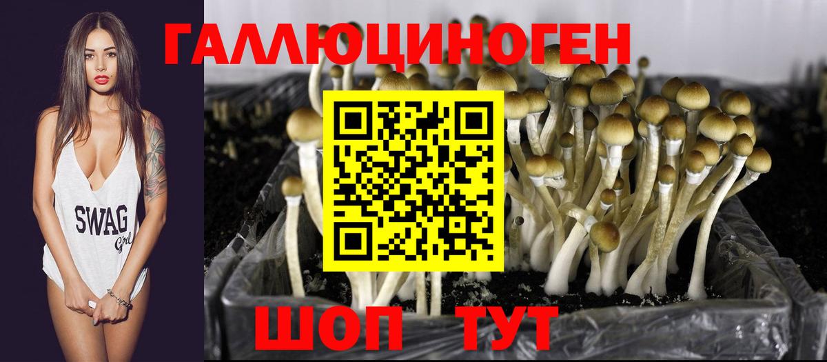 Галлюциногенные грибы Psilocybe Мценск